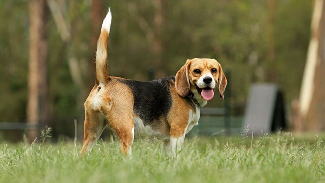 Bassa, dritta e scodinzolante, cosa vuole dirci il nostro cane attraverso la sua coda?