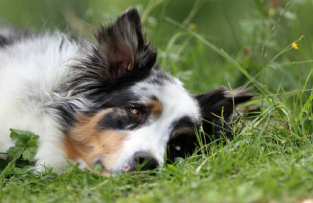 collie