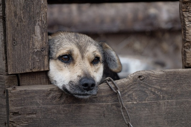 crudeltà verso gli animali