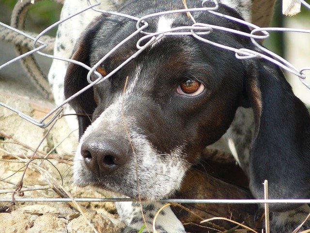 cane in gabbia