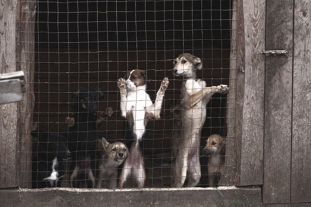 cani in gabbia