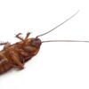 Come allontanare gli scarafaggi da casa senza usare insetticidi