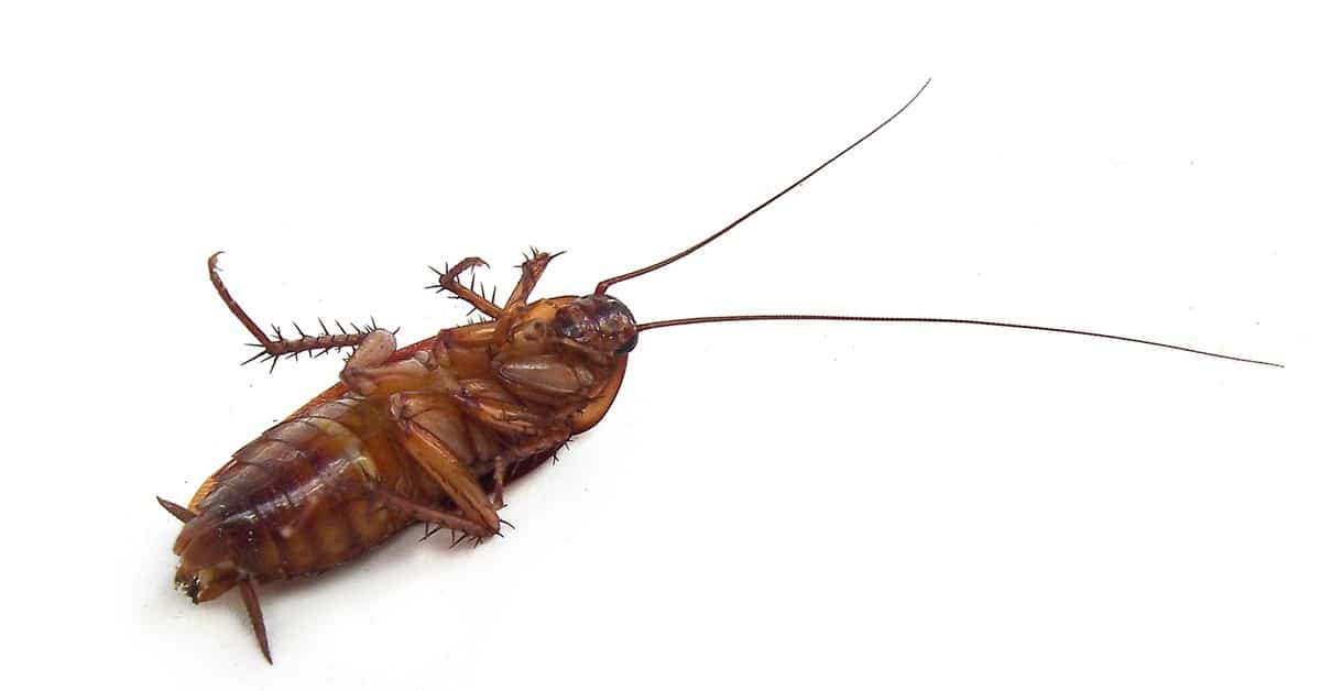 Come allontanare gli scarafaggi da casa senza usare insetticidi