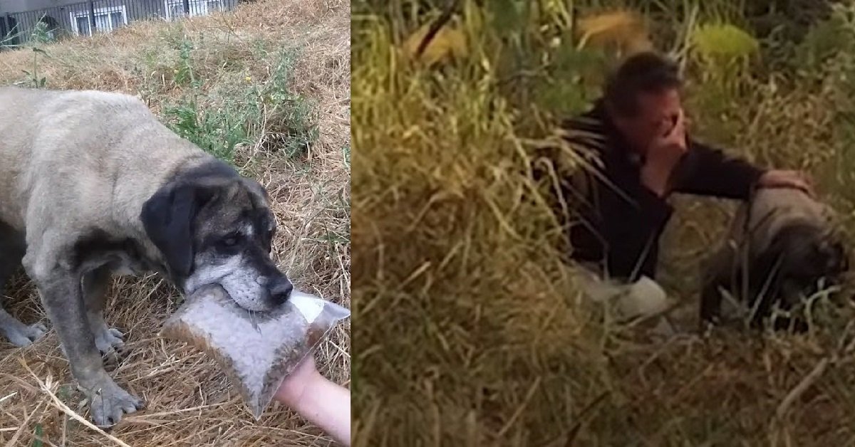 Una donna cattura un cane abbandonato dopo 3 anni
