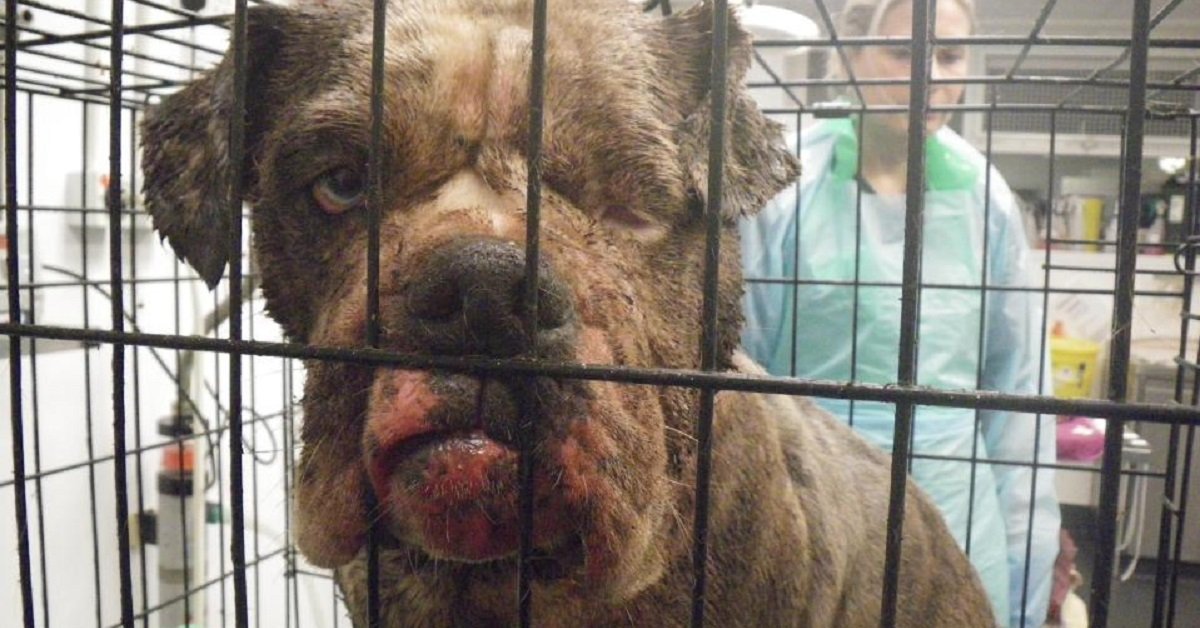 Florence, la cagnolina incinta ricoperta di feci