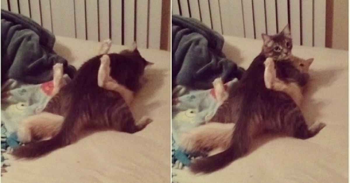 16 animali che non si aspettavano che tu tornassi presto a casa