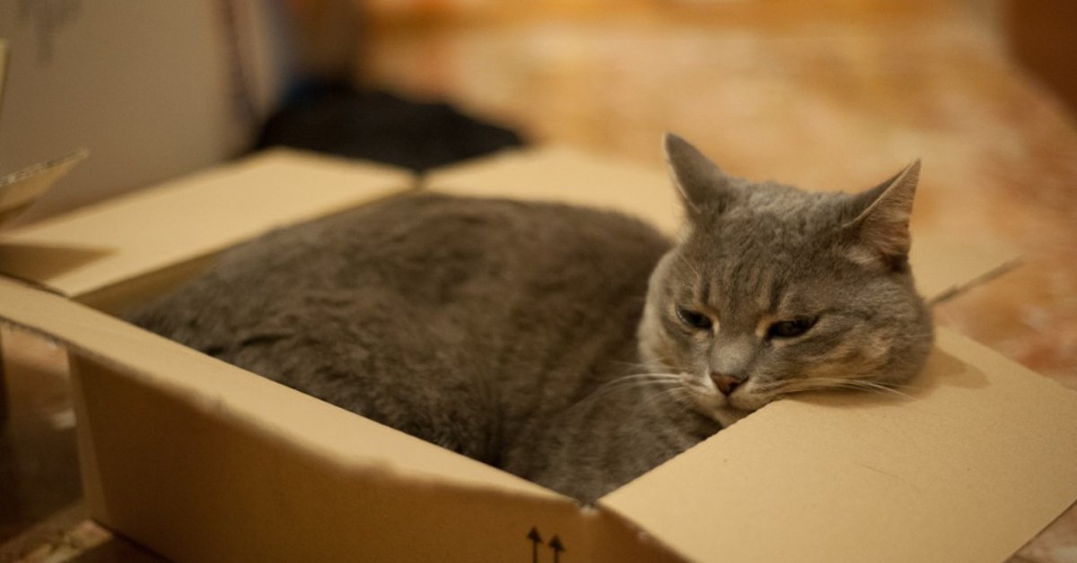 Perché i gatti vanno pazzi per le scatole?
