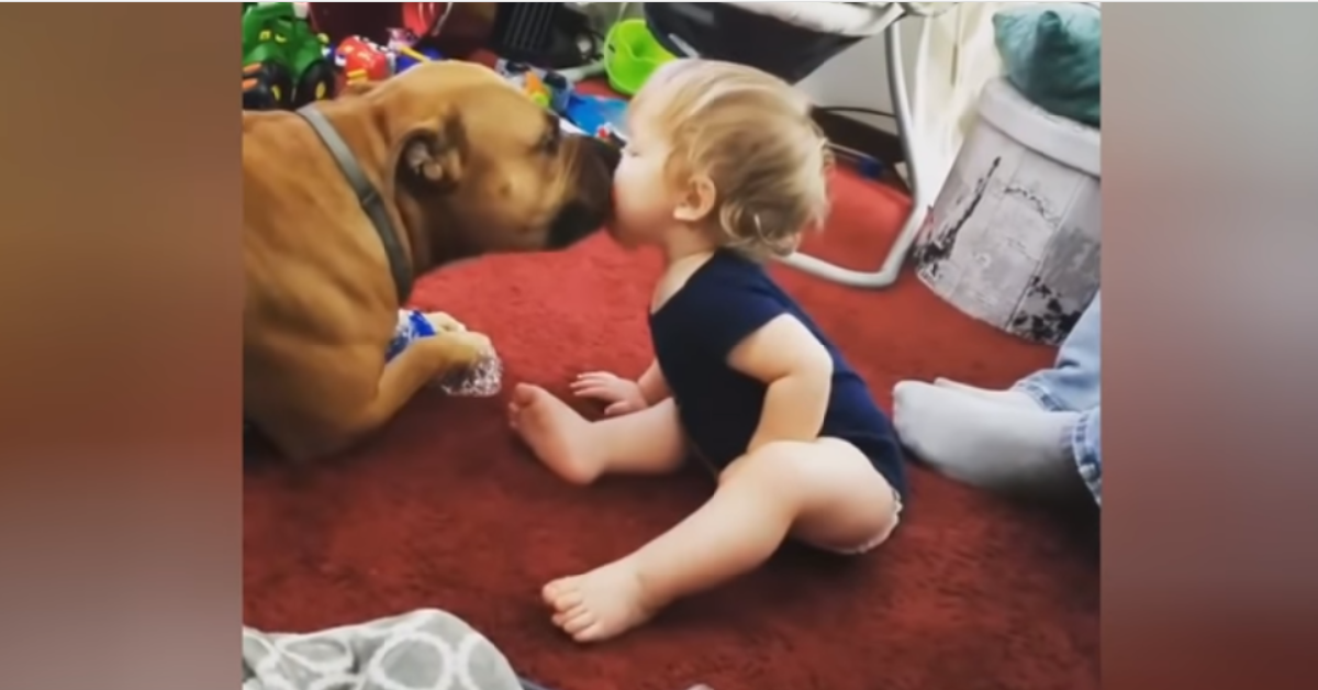 Il cane e il mio bimbo stavano solo giocando quando…