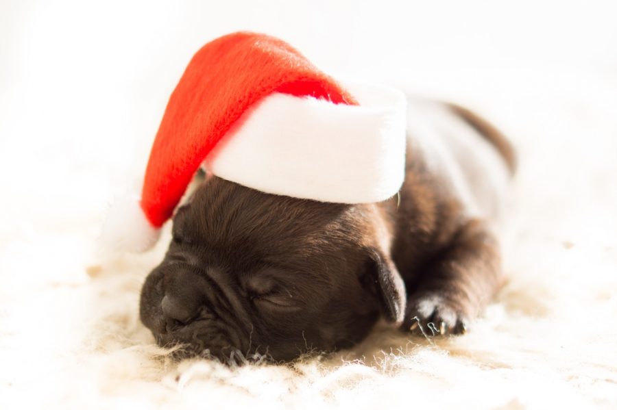 Foto Di Natale Con Cani.Idee Regalo Di Natale Per Chi Ama I Cani Bigodino