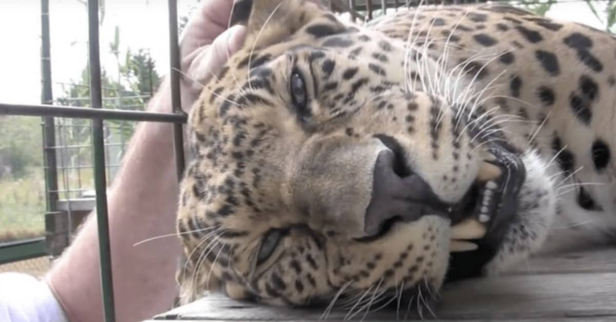 Il salvataggio del leopardo Voodoo
