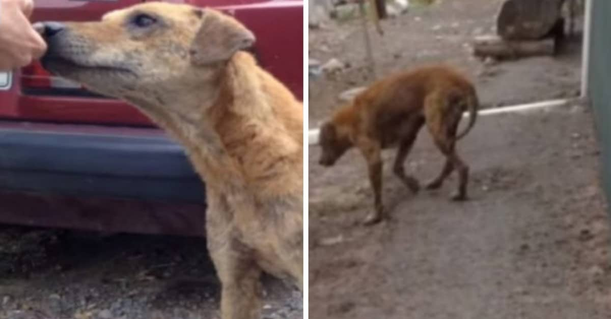 Il vero significato di lealtà e amicizia, ce lo mostra un cane randagio