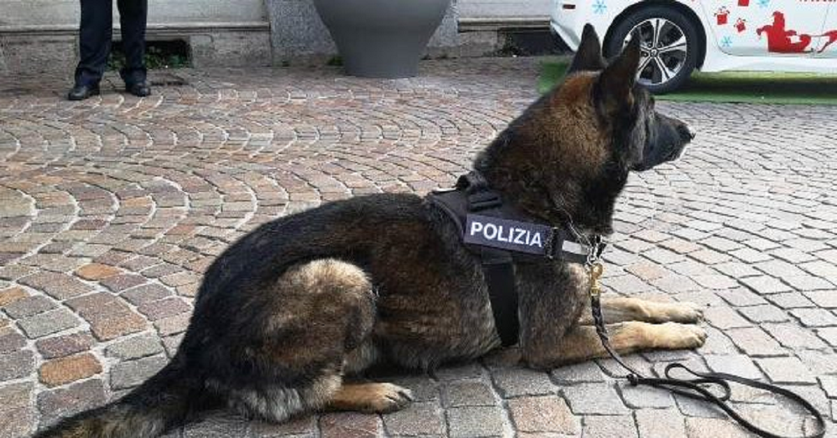 Kico, il cane di servizio a Gallarate