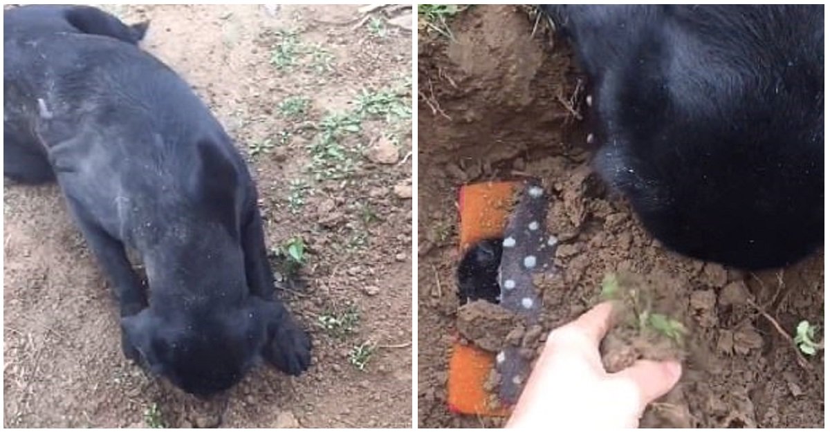 La disperazione di una mamma che ha perso il suo cucciolo