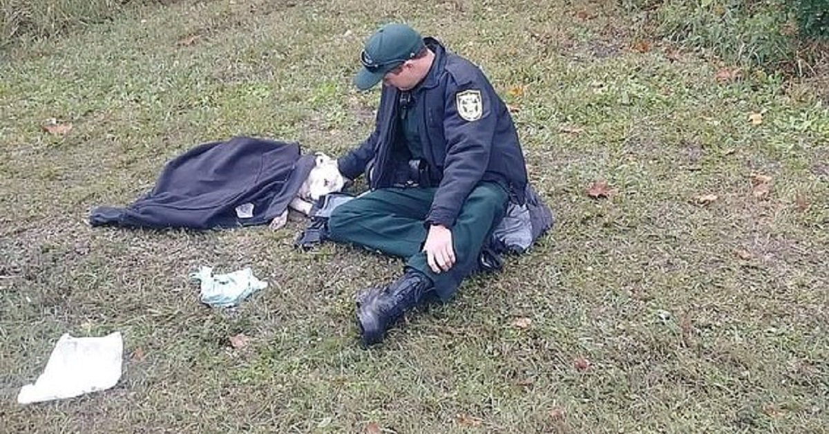 La foto virale di un poliziotto che assiste un cane dopo un incidente