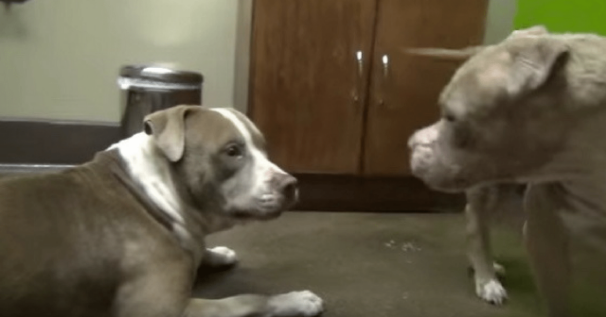 La storia dei due pitbull e della loro immediata connessione