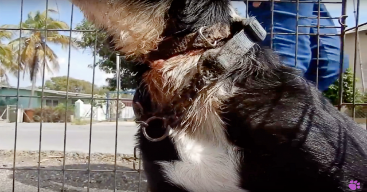 La storia di Daisy e dei suoi stretti collari
