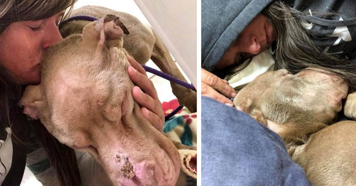 La storia di Watson, il cane che ha chiuso gli occhi tra il suo primo abbraccio