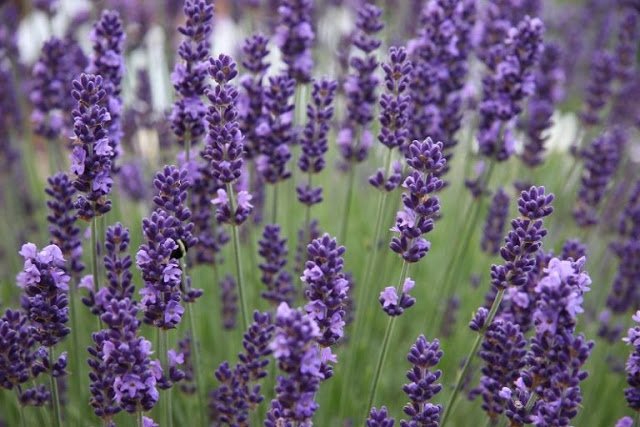 lavanda