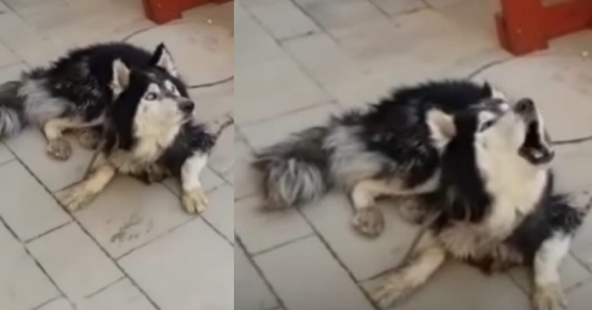 L’husky ha ritrovato il suo papà umano, grazie al suo canto