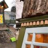 La quercia va abbattuta e una libraia crea al suo interno una biblioteca
