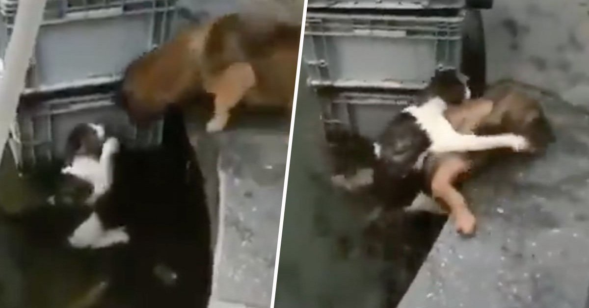 L’incredibile momento in cui un cane salva un gatto che sta annegando