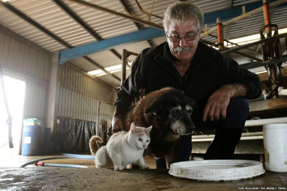 Maggie, il cane che ha vissuto più a lungo