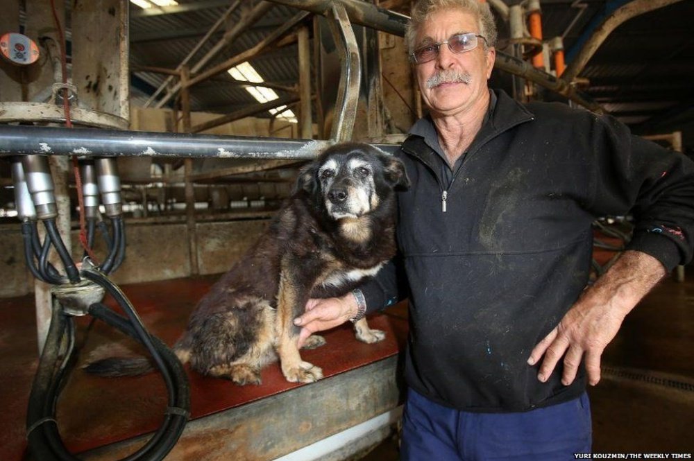 Maggie, il cane che ha vissuto più a lungo