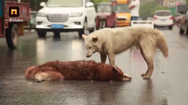 il-cane-che-non-lascia-il-suo-fratellino-a-quattro-zampe 1