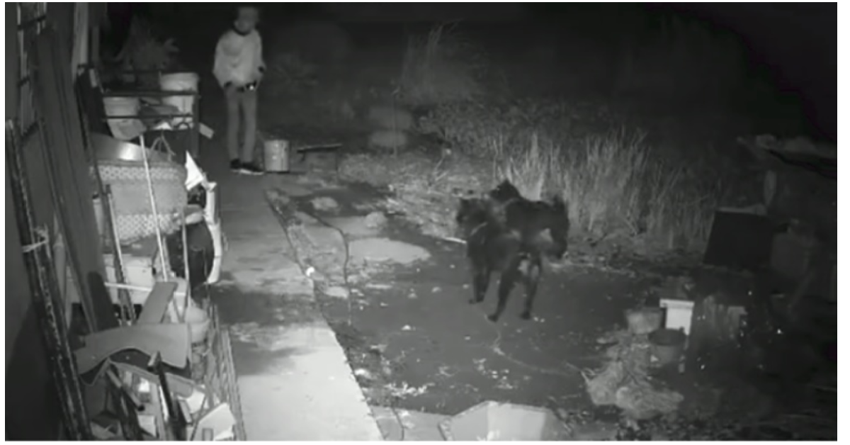 Un vicino di casa si avvicina ai cani nella notte e fa un gesto spregevole