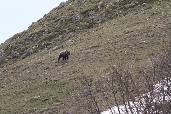 orso-arriva