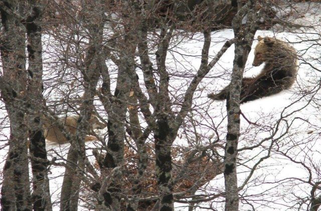 orso-lupo-giocano