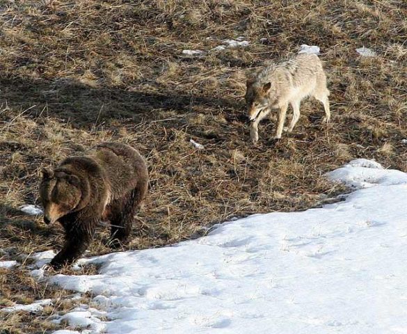 orso-lupo-neve