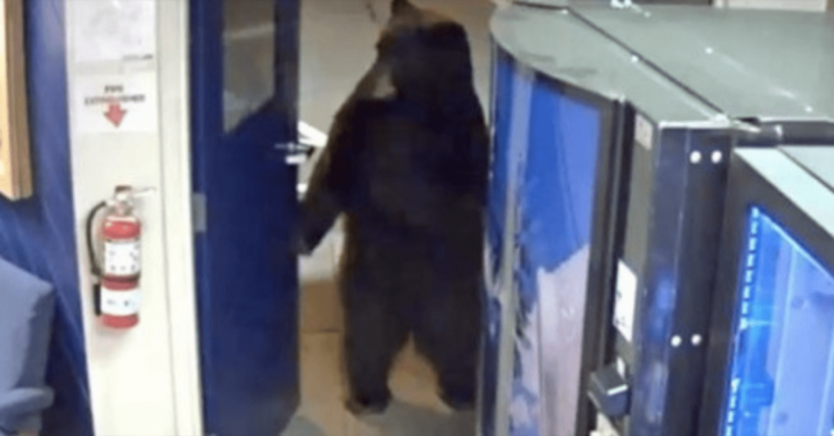 Orso si intrufola in una stazione di polizia, le telecamere riprendono tutto