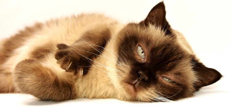 Parassiti del gatto, sintomi e cosa fare