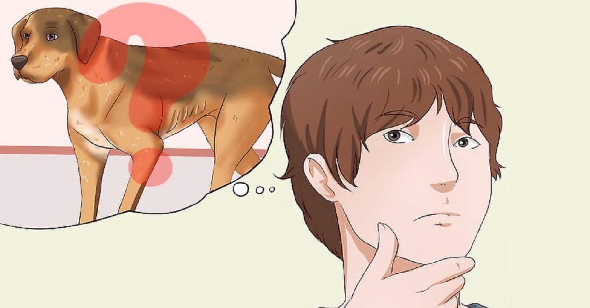 Pericolose tendenze dell’alimentazione degli animali