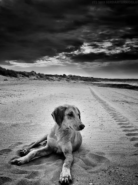 Stress del cane: 10 segni che ti dicono che Fido è ansioso