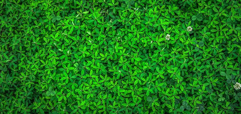 Le piante che servono per prevenire e trattare i tumori