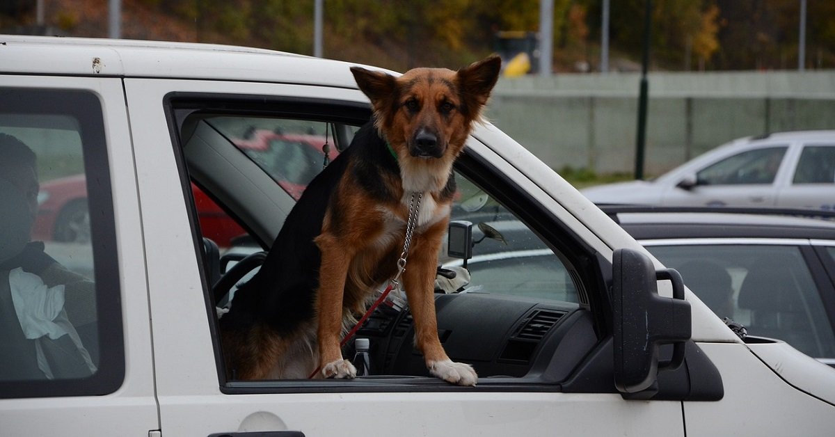 A Lendinara un cane salva il proprietario