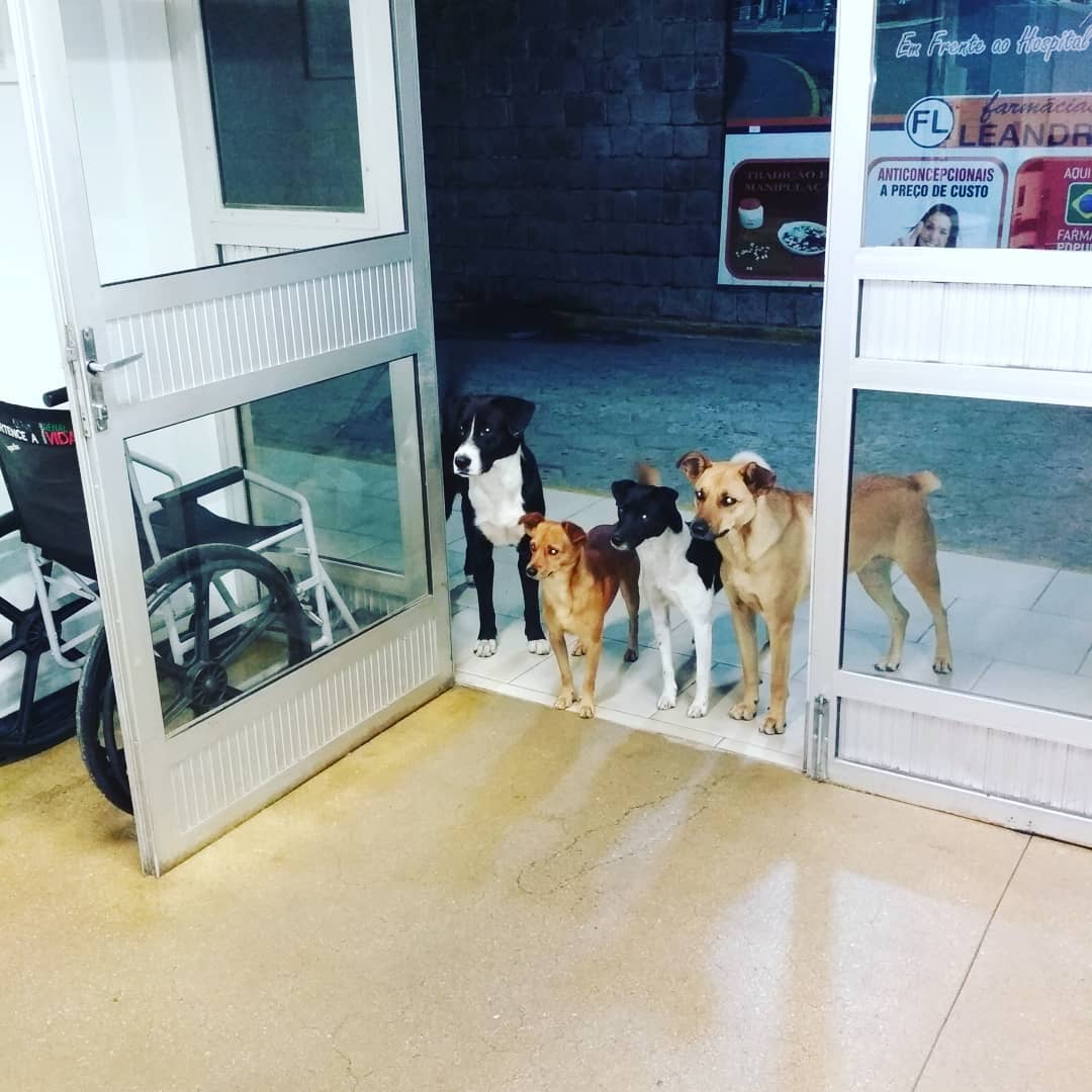 senzatetto-cani-brasile