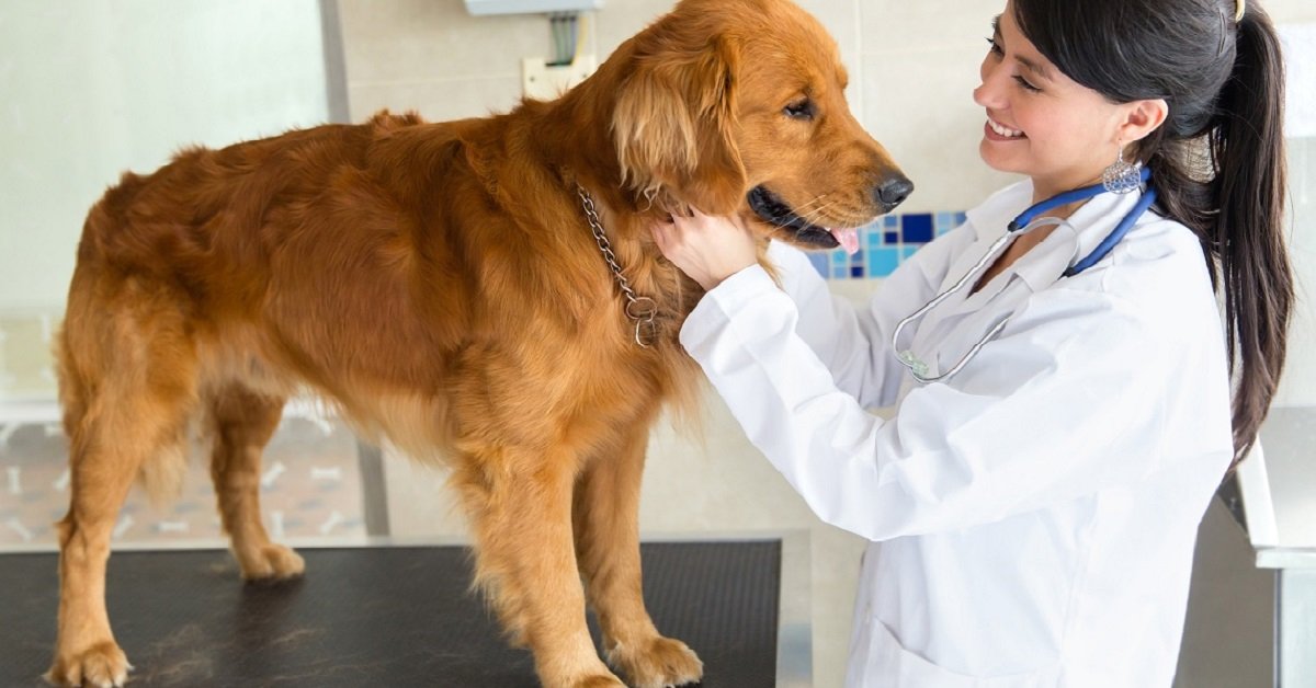 A Terni i veterinari sono gratis per chi adotta un animale