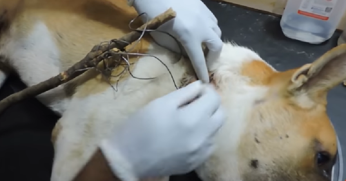 Winny, il cane con a testa enorme