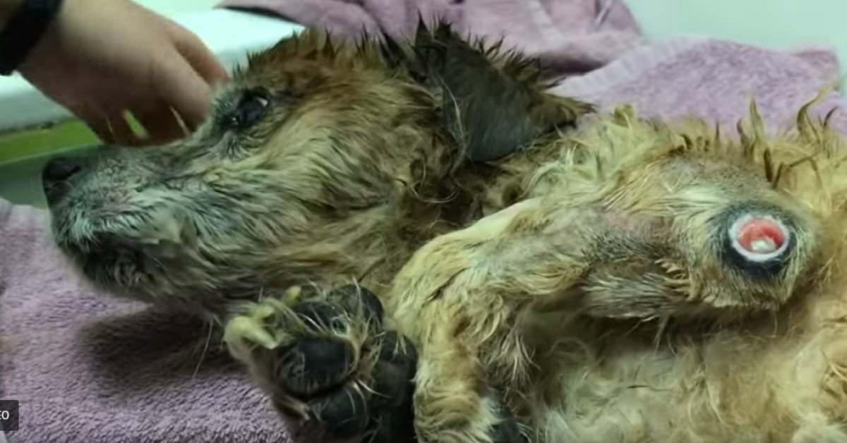 Toby, punito a martellate per una pipì