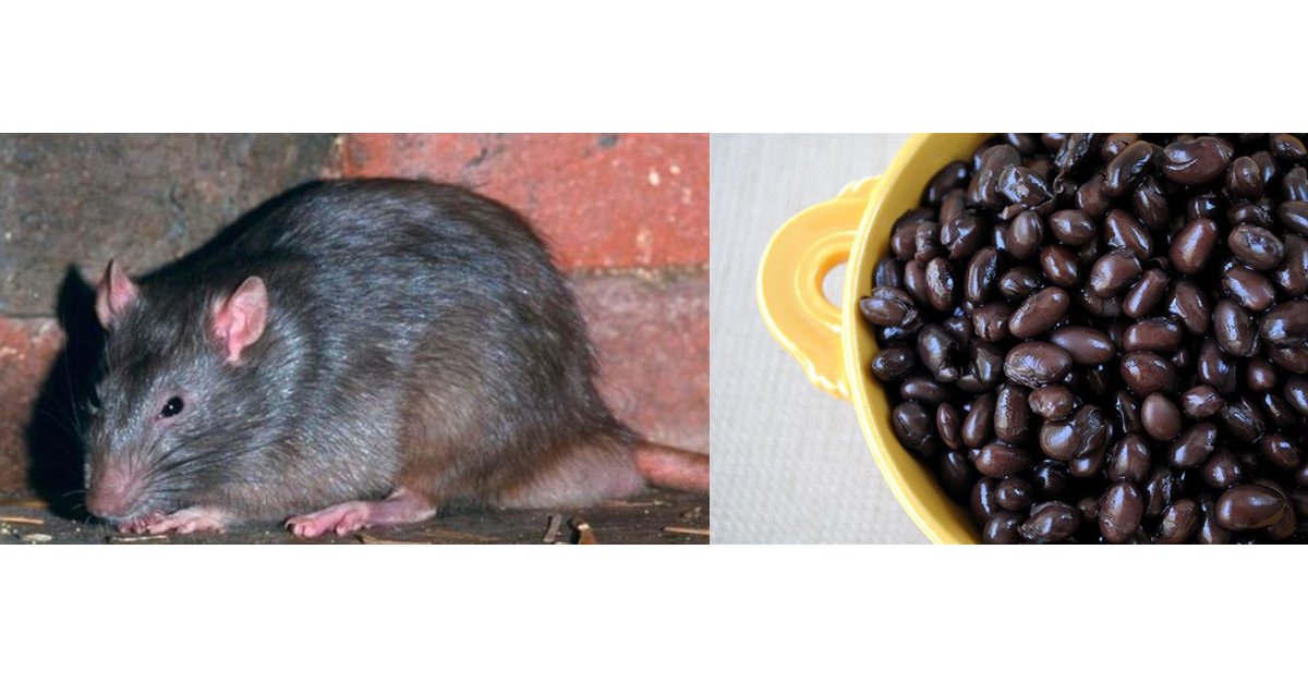Topo morto nei fagioli neri in scatola dall'Italia