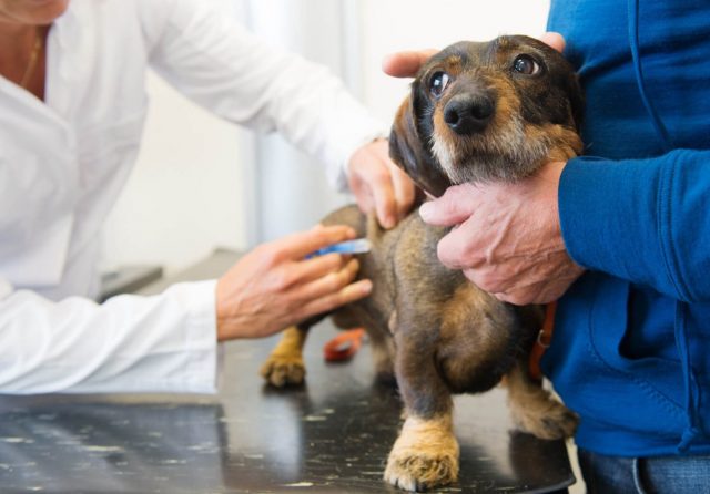 veterinario-cane