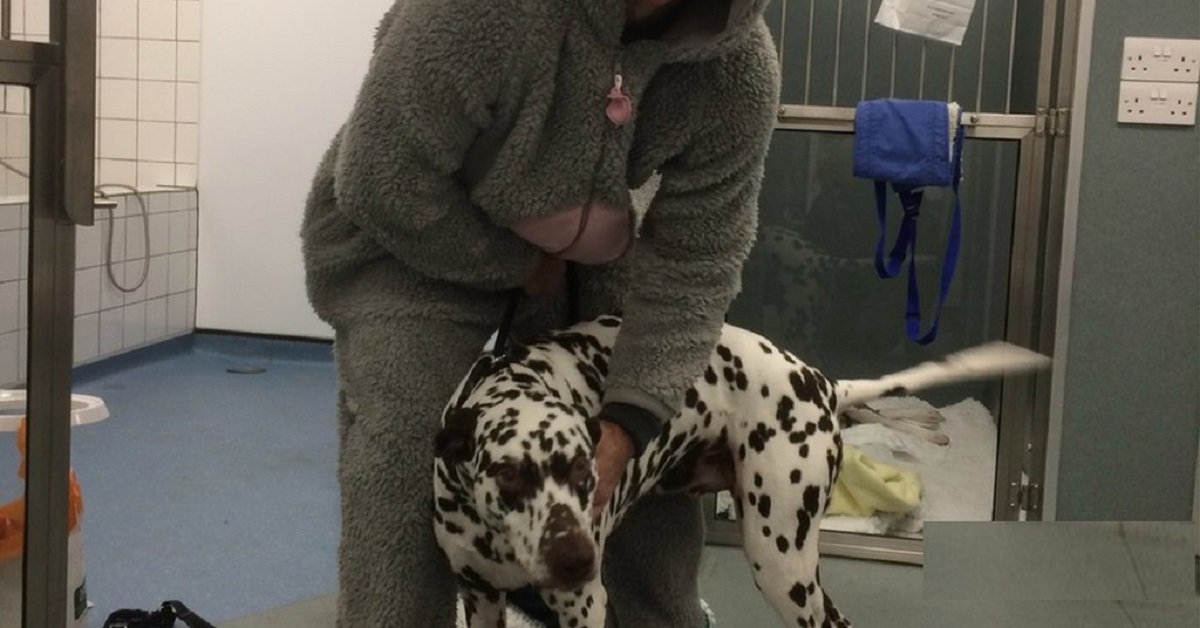 Veterinario indossa costume alce