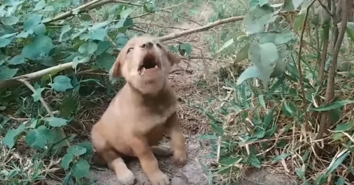 Trovano un cucciolo che piange perché non ha più una zampa