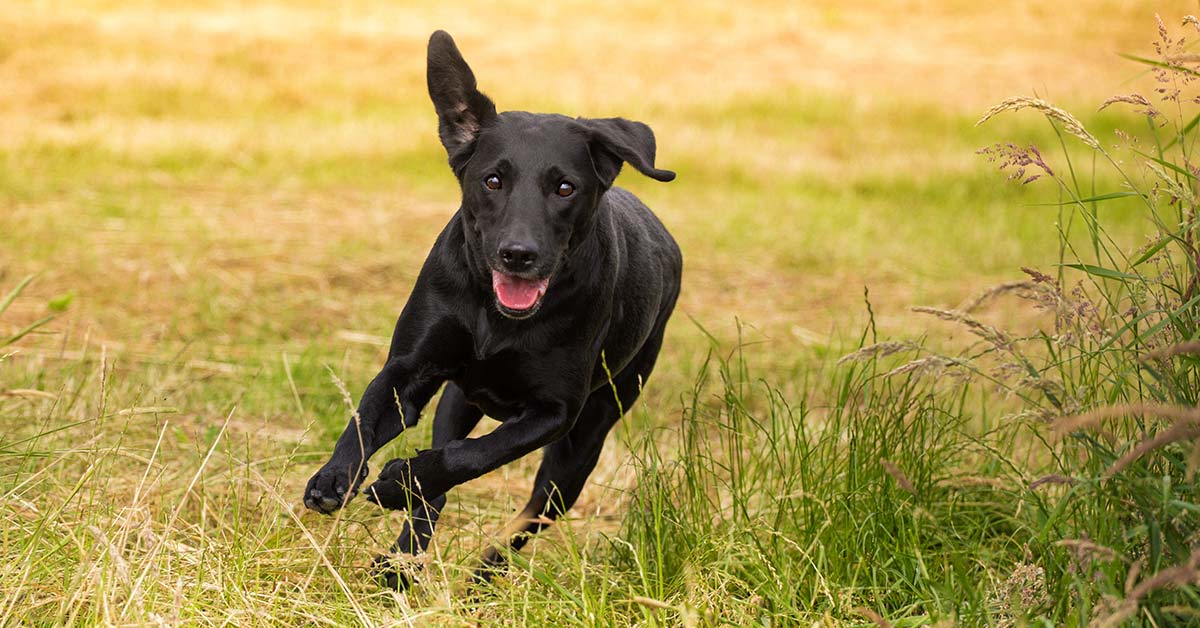 8 motivi che spingono un cane ad abbaiare