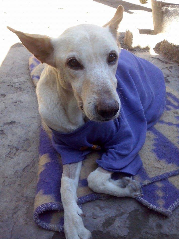 Cane disabile abbandonato in strada, ha poi avuto una vita da sogno