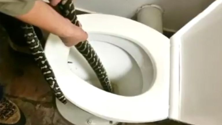 Serpente di due metri sale dal water e morde una donna 