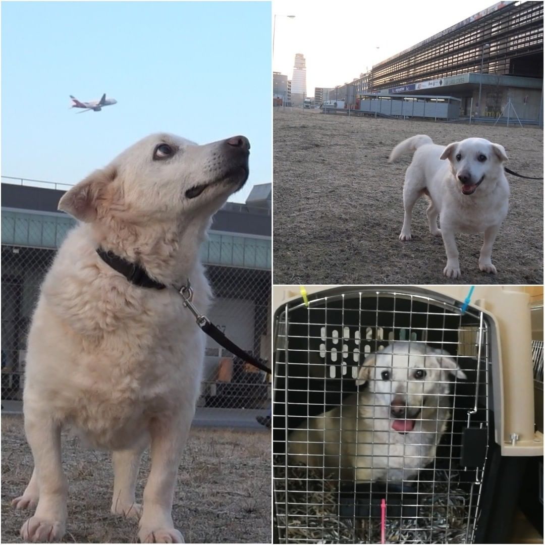 Abbandonato al freddo e cieco in Romania, cane trova una casa negli Stati Uniti